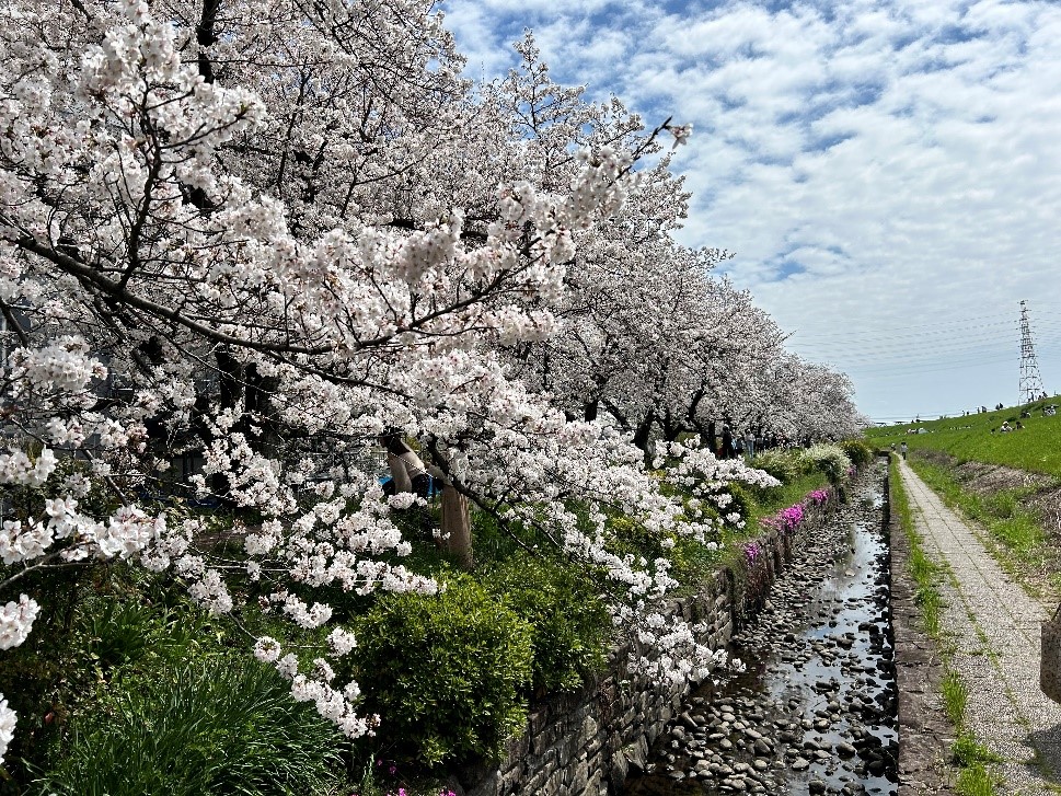 株式会社エスト24 ブログ 高槻新川の桜堤