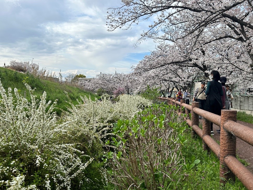 株式会社エスト24 ブログ 高槻新川の桜堤
