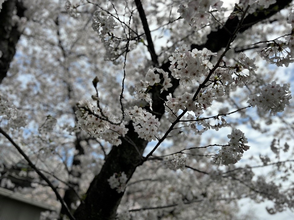 株式会社エスト24 ブログ 高槻新川の桜堤