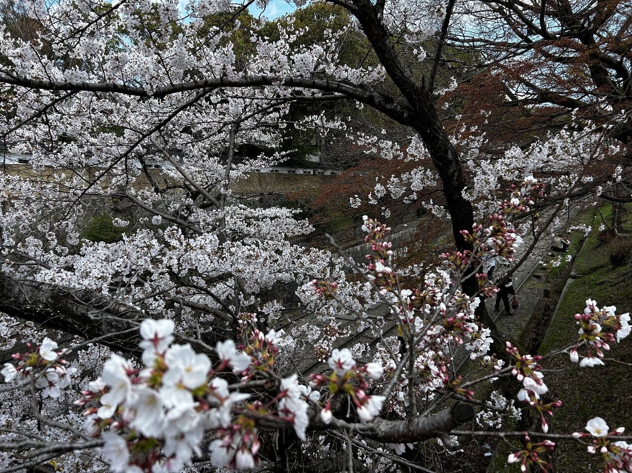株式会社エスト24 桜シーズン 京都/蹴上インクライン
