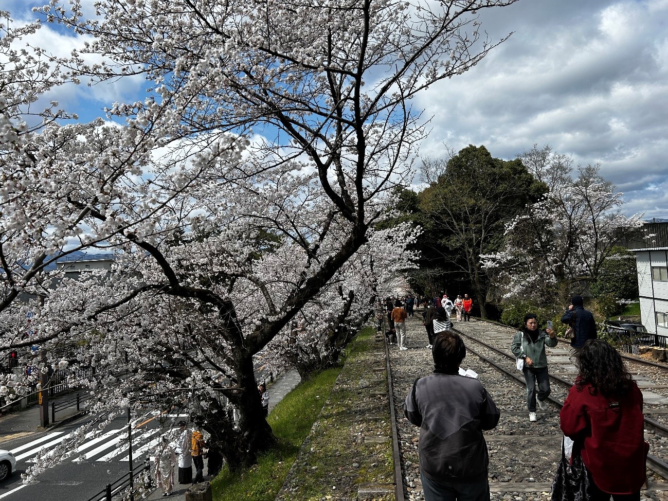 株式会社エスト24 桜シーズン 京都/蹴上インクライン