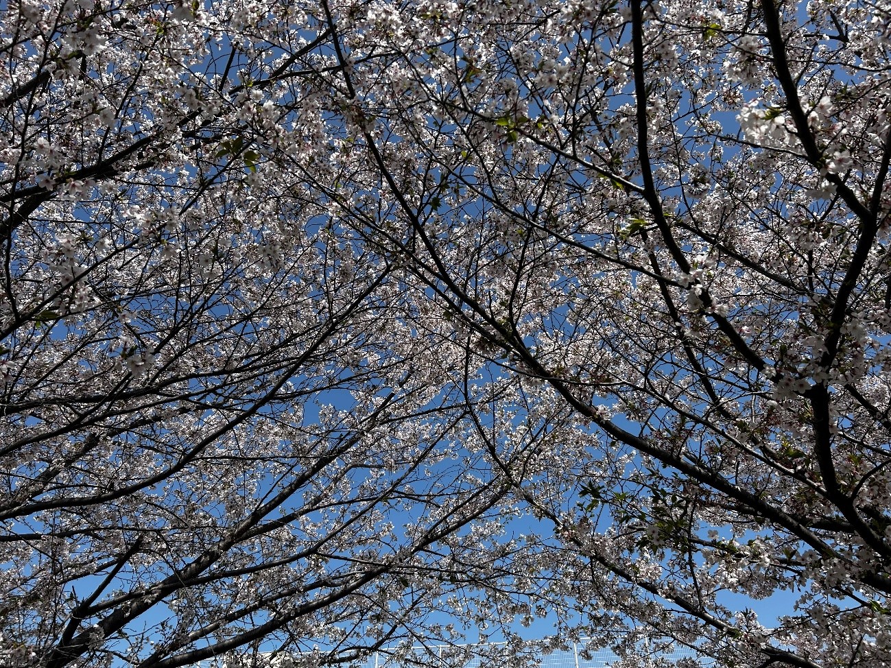 株式会社エスト24 桜シーズン2 大阪