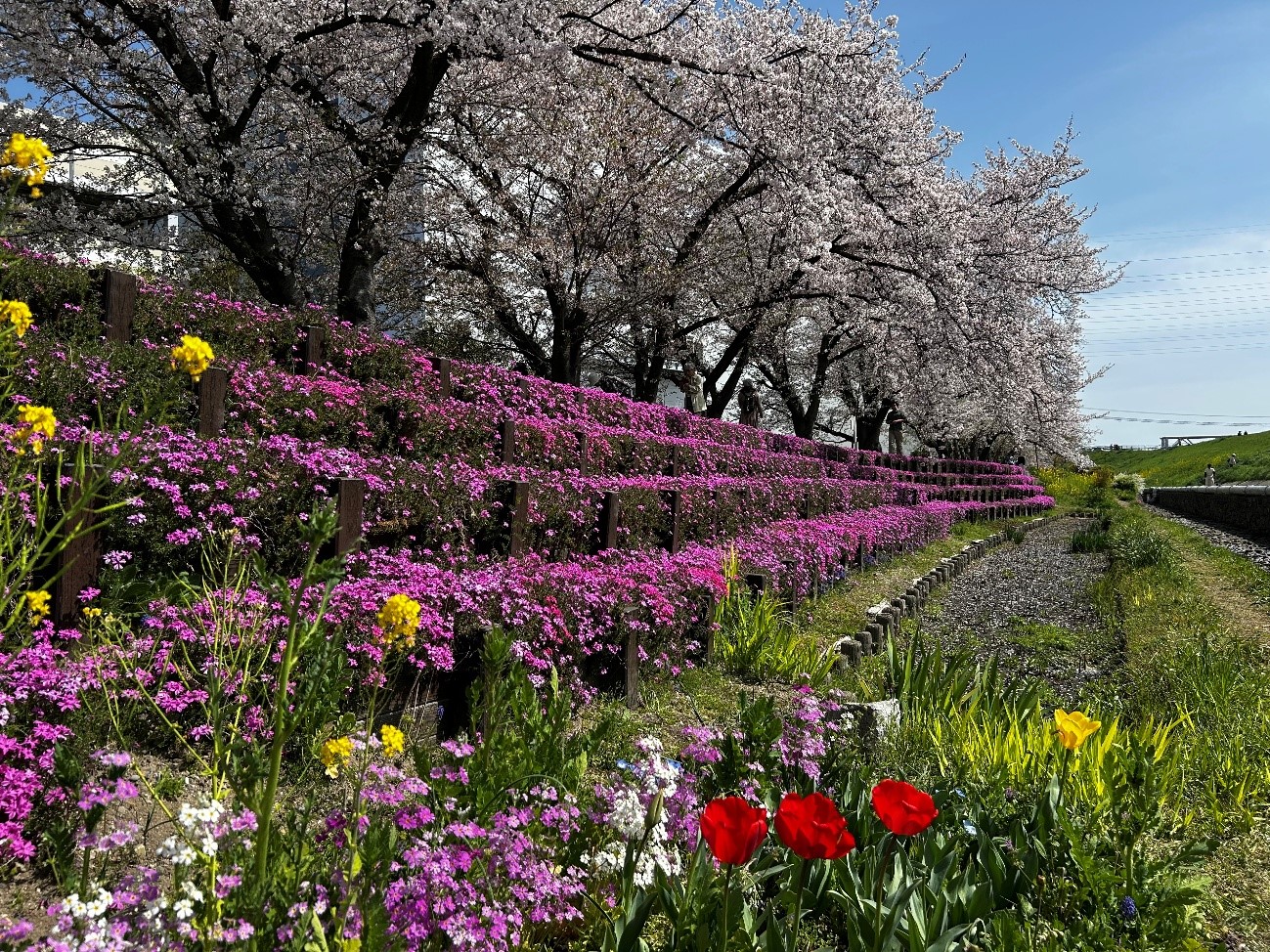 株式会社エスト24 桜シーズン2 大阪