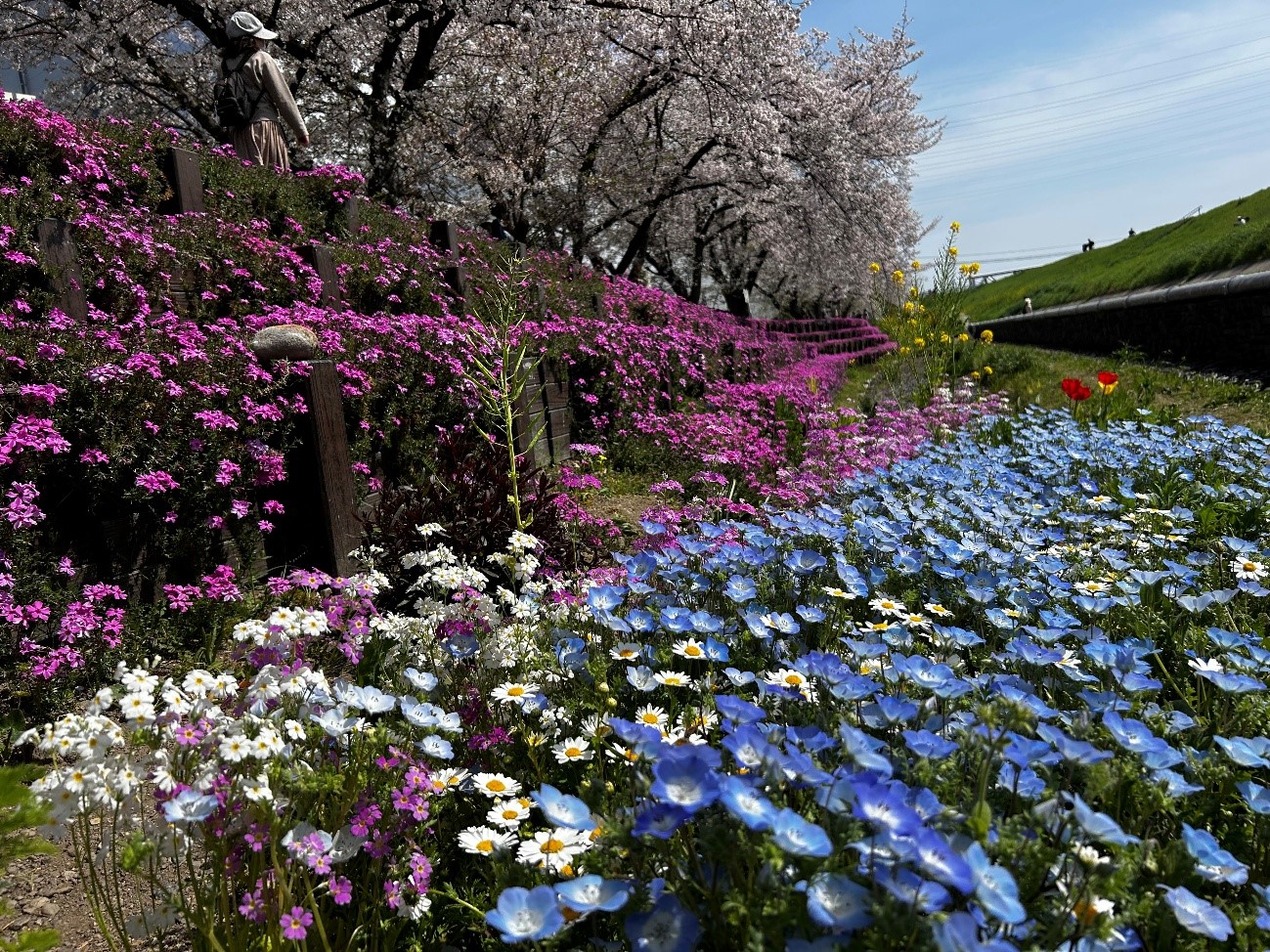 株式会社エスト24 桜シーズン2 大阪