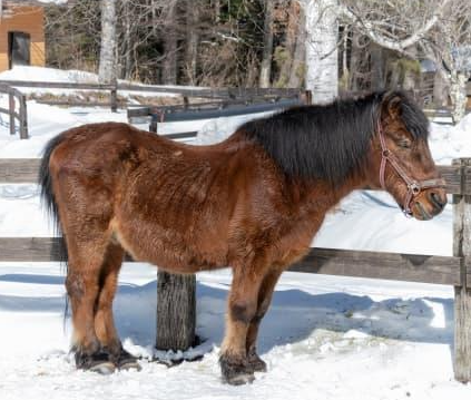 株式会社エスト24 ポニー